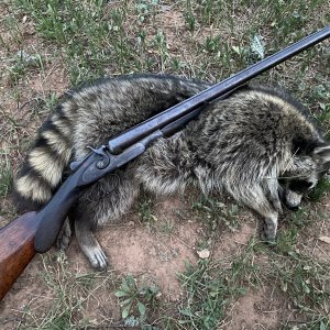 128 Year Old Hunting Rifle