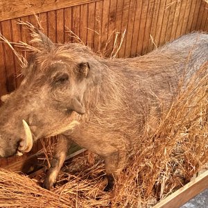 Warthog Full Mount Taxidermy