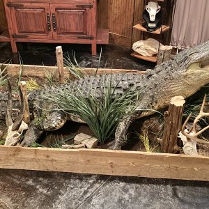 Crocodile Full Mount Taxidermy