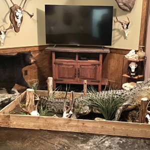 Crocodile Full Mount Taxidermy