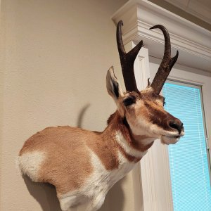 Pronghorn Wall Pedestal Mount