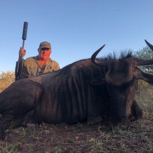 Blue Wildebeest Cow