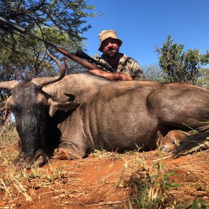 Blue Wildebeest Cow