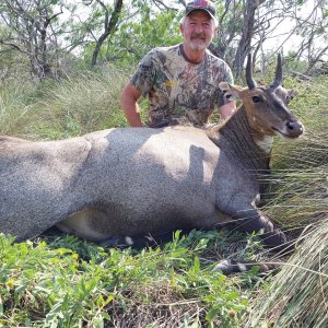 Free range Texas nilgai