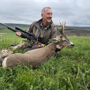 Roe Deer Hunt Romania