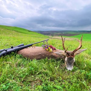 Roe Deer Hunt Romania