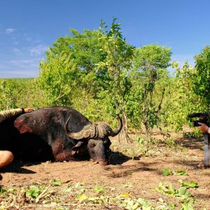 Hunting Buffalo Zimbabwe