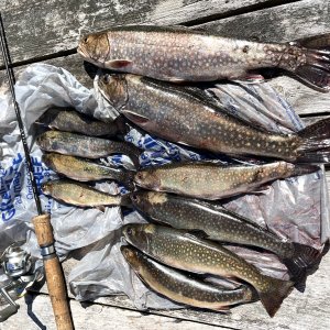 Rainbow Trout Fishing