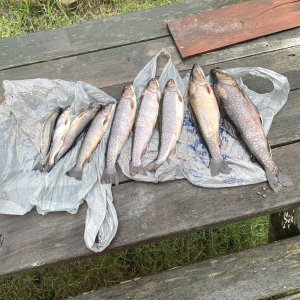 Rainbow Trout Fishing