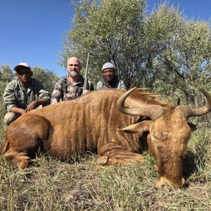 Golden Wildebeest Hunt South Africa