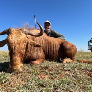 Golden Wildebeest Hunt South Africa