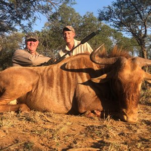 Golden Wildebeest