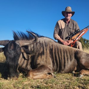 Blue Wildebeest Hunt South Africa