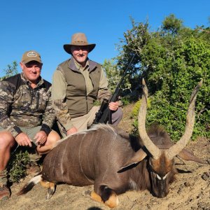 Nyala Hunt South Africa