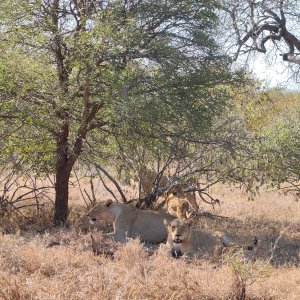 Lioness Kalahari South Africa