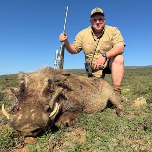 Warthog Hunt Eastern Cape South Africa