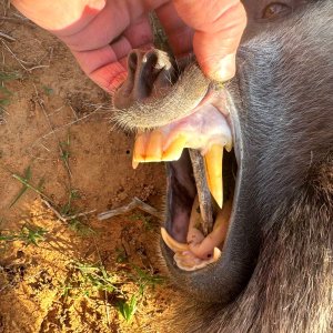 Baboon Teeth