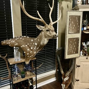 Axis Deer Shoulder Pedestal Mount Taxidermy