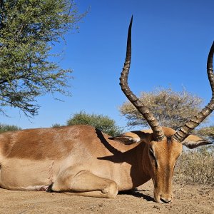 Impala Hunt South Africa