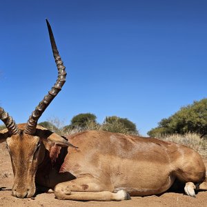 Impala Hunt South Africa