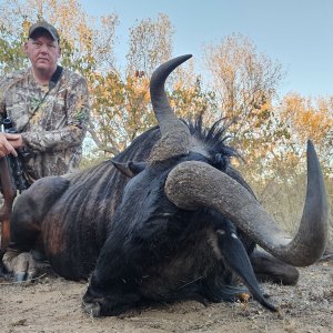 Blue Wildebeest Hunt South Africa