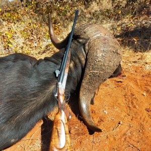 Buffalo Hunt South Africa