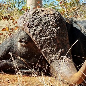 Buffalo Hunt South Africa