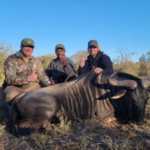 Blue Wildebeest Hunt South Africa