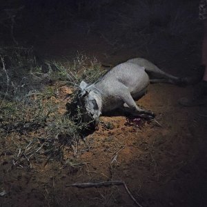 Warthog Hunt South Africa