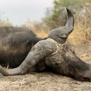 Beautiful Caprivi Buffalo bull