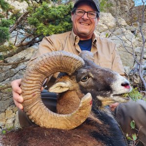 Mouflon Ram Hunt Croatia