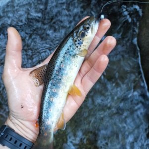 Trout Fishing Italy