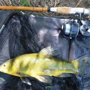 Tench Fishing Italy