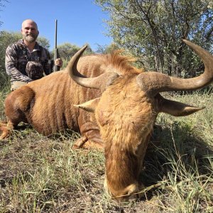 Golden Wildebeest Hunting