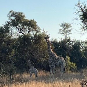 Giraffe North West Province