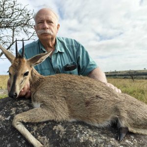 Common Duiker Hunt Eastern Cape South Africa