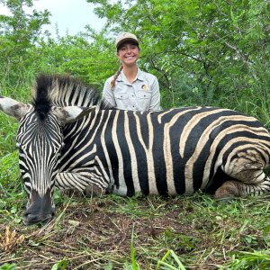 Zebra Hunt KwaZulu-Natal South Africa