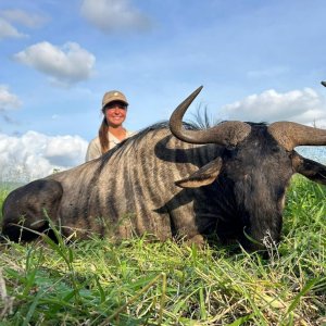 Blue Wildebeest Hunt KwaZulu-Natal South Africa