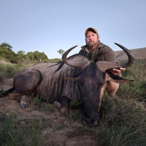 Blue Wildebeest Hunt Eastern Cape South Africa