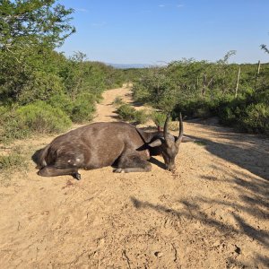 Bushbuck Hunt Eastern Cape South Africa