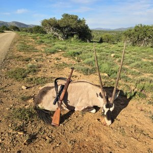 Gemsbok Hunt Eastern Cape South Africa