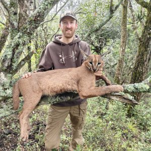 Caracal Hunt Eastern Cape South Africa