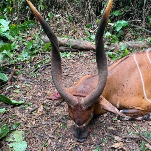 Bongo Hunt Cameroon