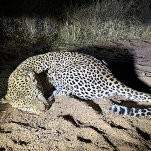 Leopard Hunt Zimbabwe