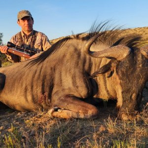 Blue Wildebeest Hunt Eastern Cape South Africa