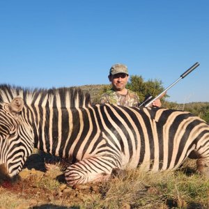 Zebra Hunt Eastern Cape South Africa