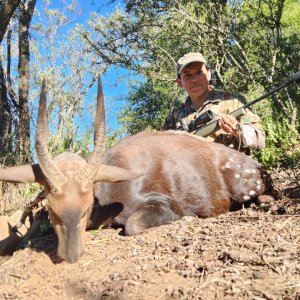 Bushbuck Hunt Eastern Cape South Africa