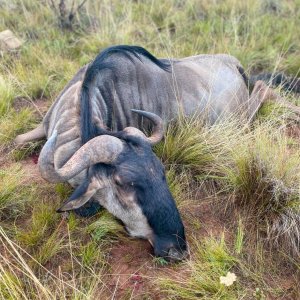 Blue Wildebeest Hunt South Africa