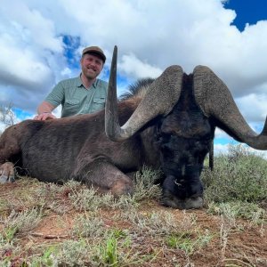 Black Wildebeest Hunt South Africa