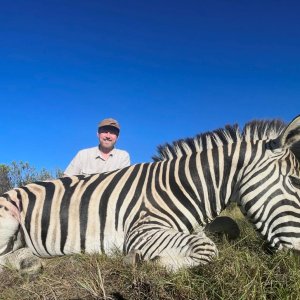 Zebra Stallion Hunt South Africa